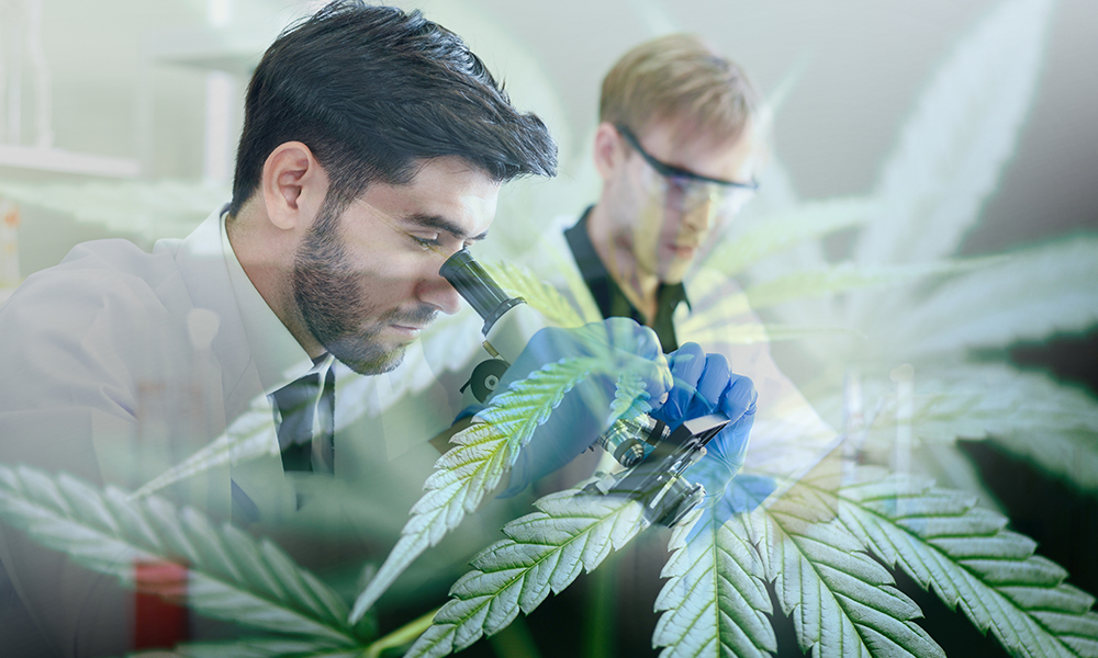 Cannabis Research Revelations