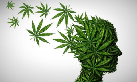 How Does THC Affect The Brain? - Buzz Delivery