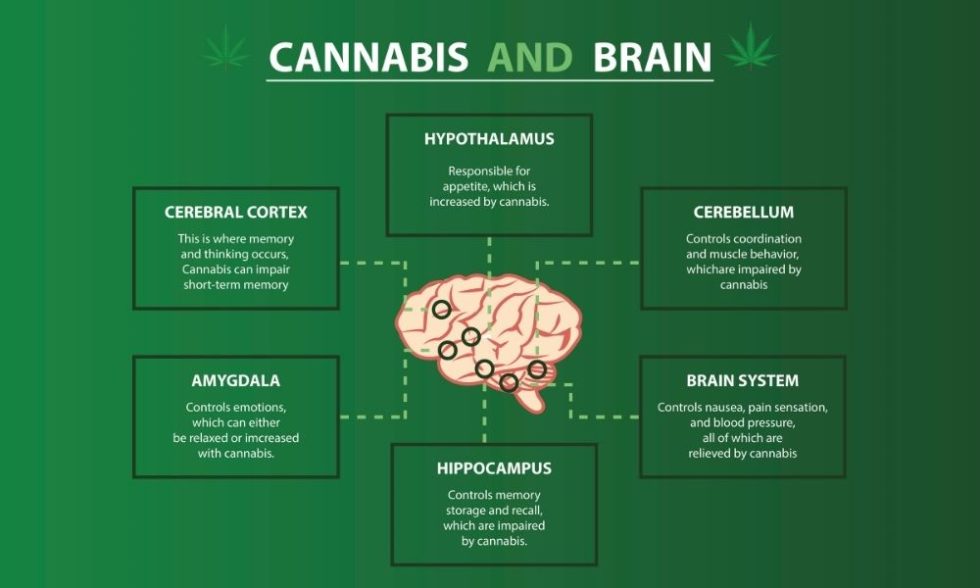 How Does Thc Affect The Brain Buzz Delivery 5207