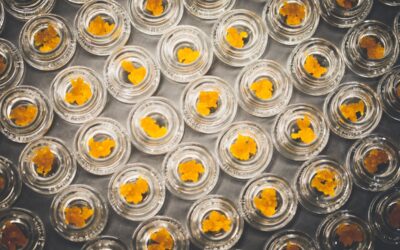 All About Cannabis Concentrates